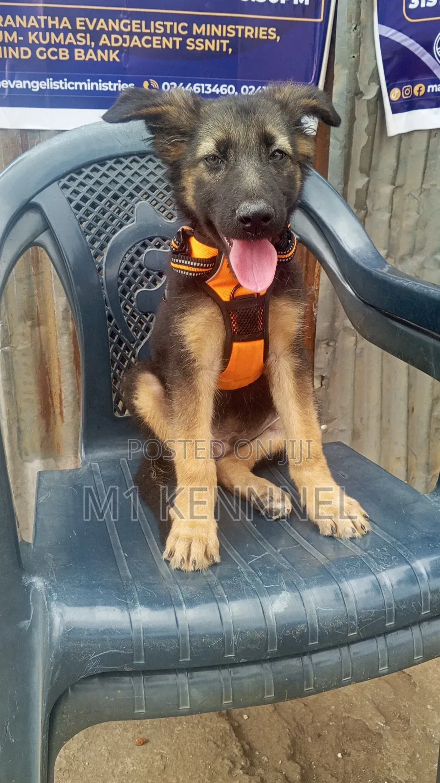 1-3 months Male Purebred German Shepherd