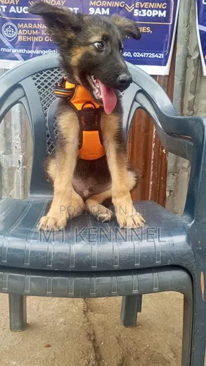 1-3 months Male Purebred German Shepherd