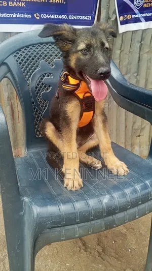 1-3 months Male Purebred German Shepherd