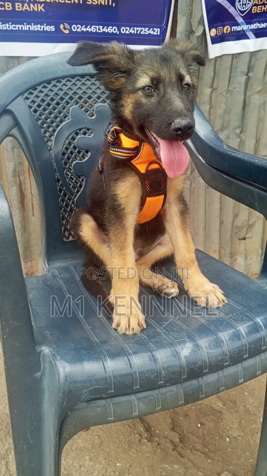 1-3 months Male Purebred German Shepherd