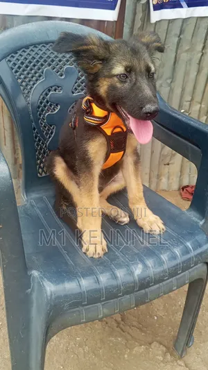 1-3 months Male Purebred German Shepherd