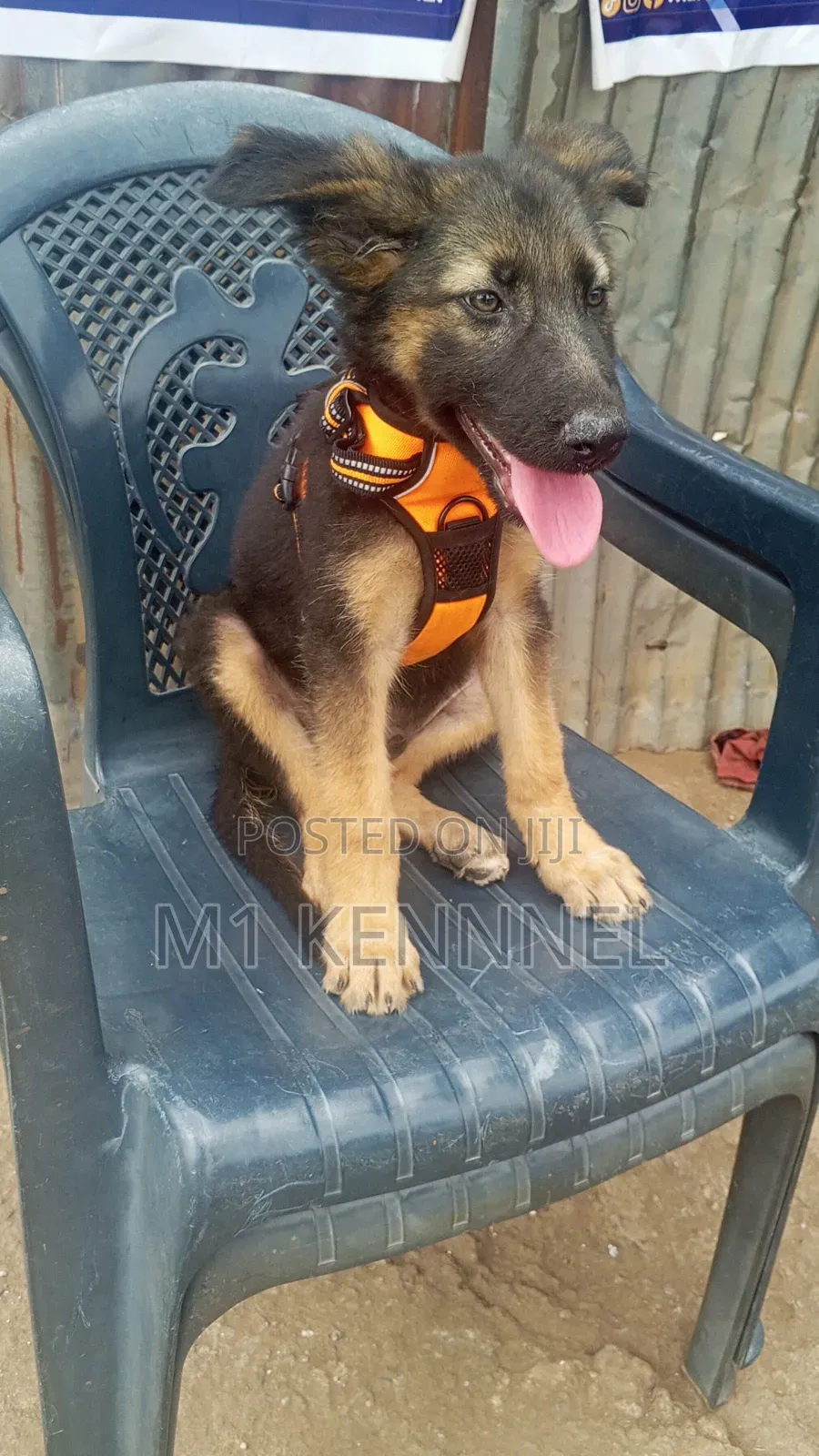 1-3 months Male Purebred German Shepherd