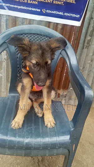 1-3 months Male Purebred German Shepherd
