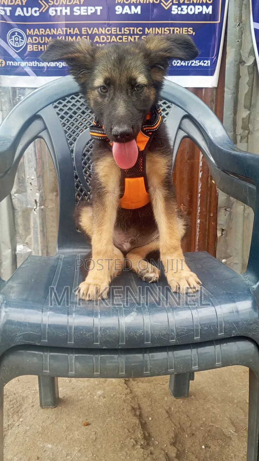 1-3 months Male Purebred German Shepherd
