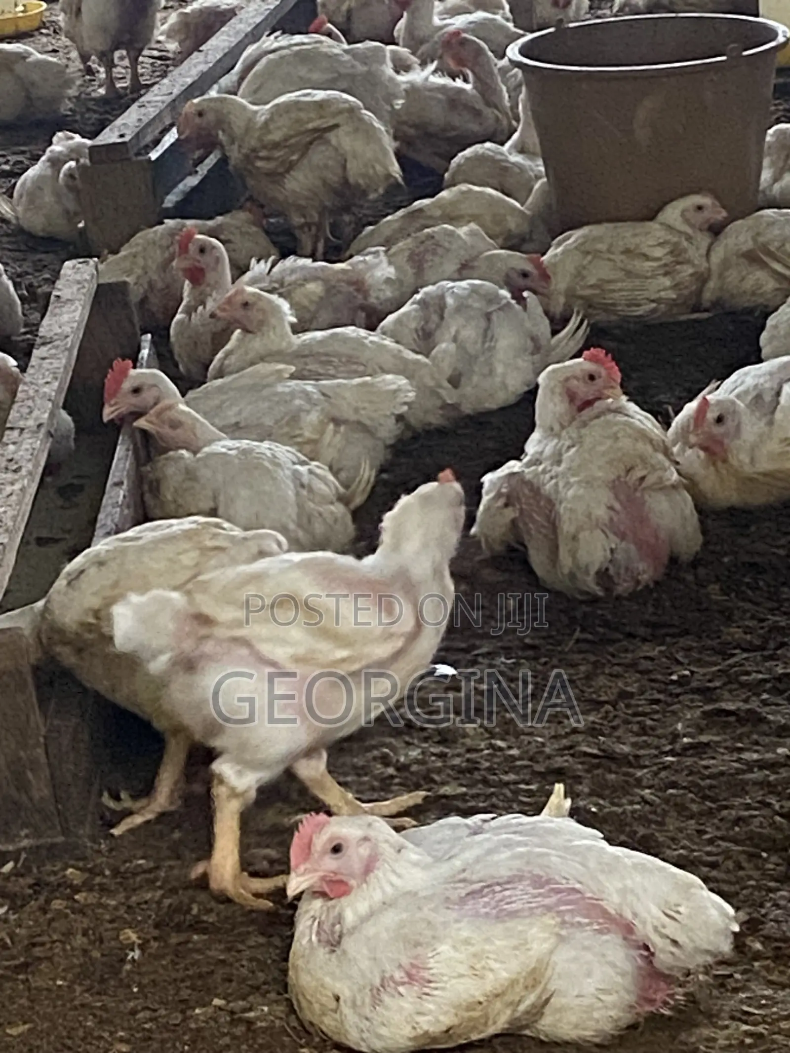 Fresh Farm Chicken and Eggs