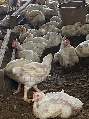 Fresh Farm Chicken and Eggs