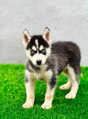 1-3 months Female Purebred Siberian Husky