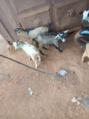 The Goat Seller