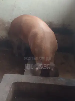 Strong and Healthy Mature Male Duroc for Sale at Affordable Price.