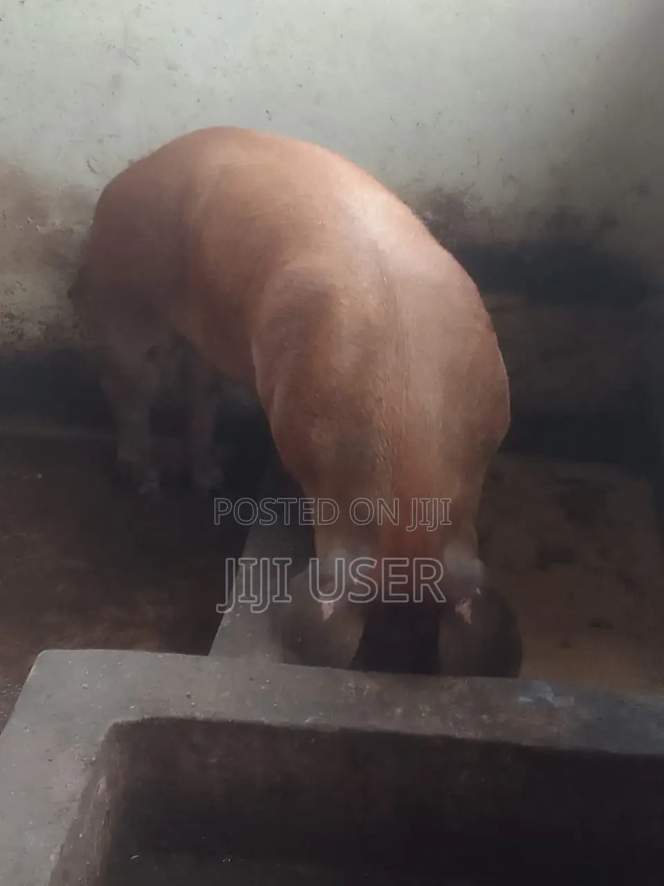 Strong and Healthy Mature Male Duroc for Sale at Affordable Price.