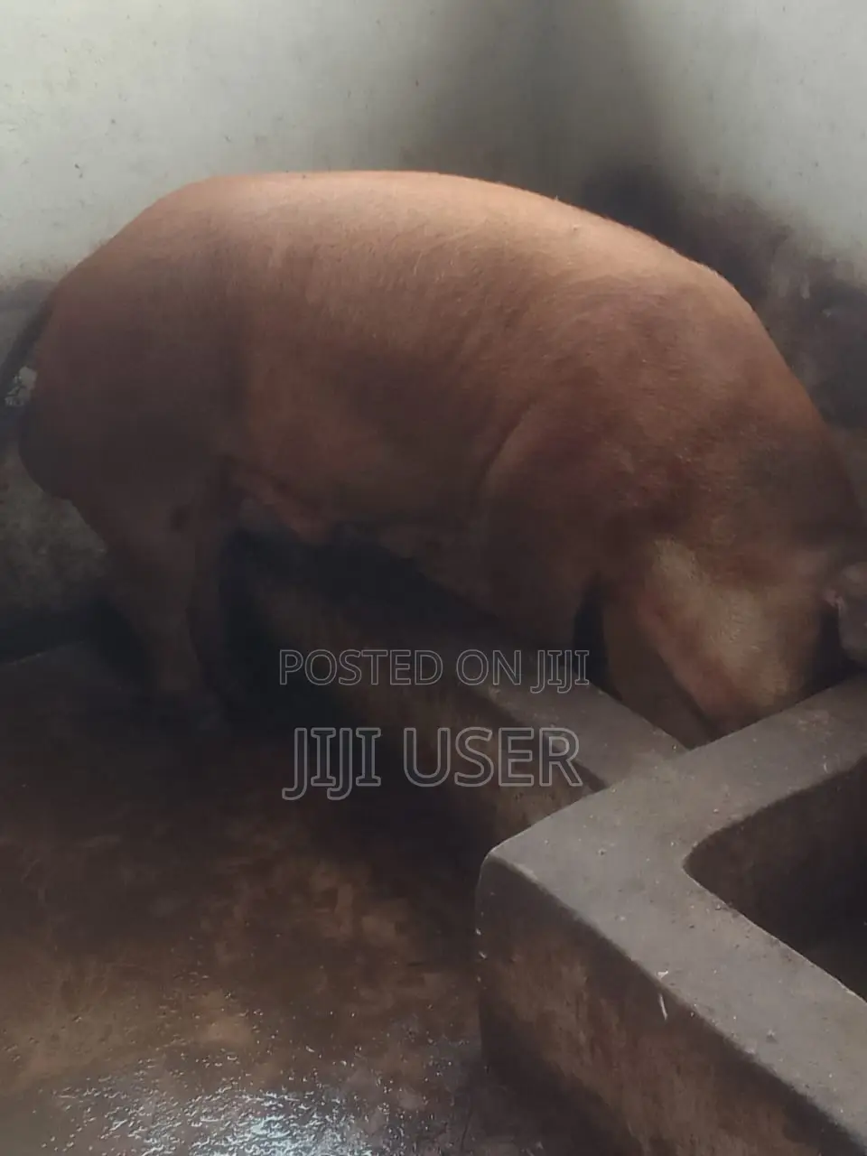 Strong and Healthy Mature Male Duroc for Sale at Affordable Price.