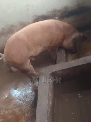 Strong and Healthy Mature Male Duroc for Sale at Affordable Price.