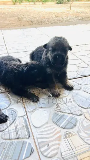 0-1 month Male Purebred German Shepherd