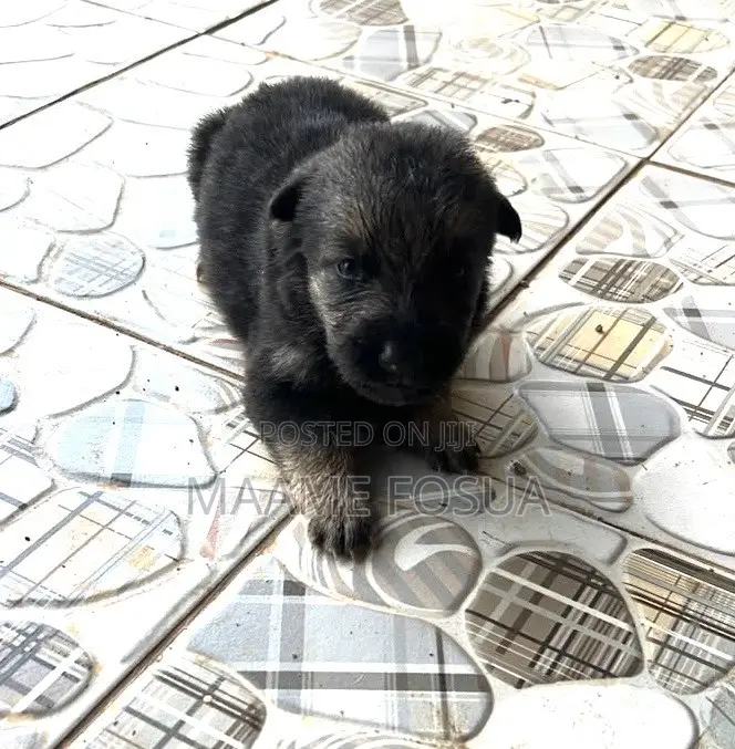 0-1 month Male Purebred German Shepherd