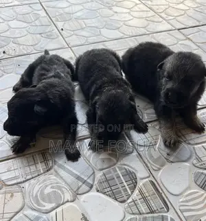 0-1 month Male Purebred German Shepherd