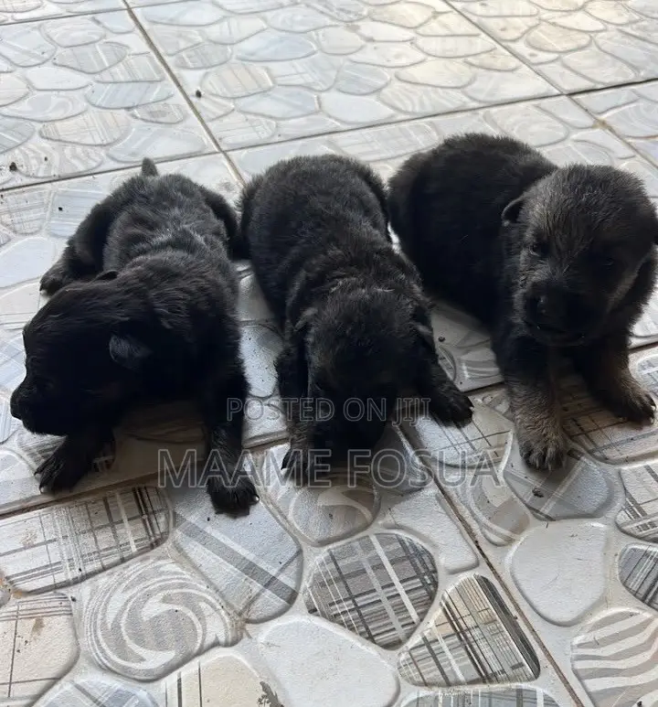 0-1 month Male Purebred German Shepherd