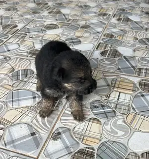 0-1 month Male Purebred German Shepherd