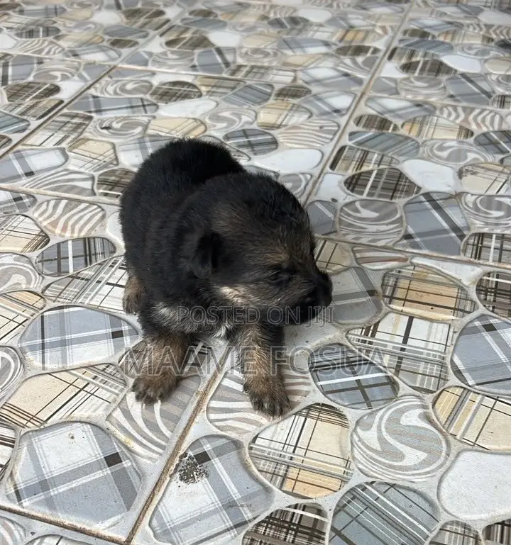 0-1 month Male Purebred German Shepherd