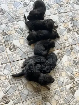 0-1 month Male Purebred German Shepherd
