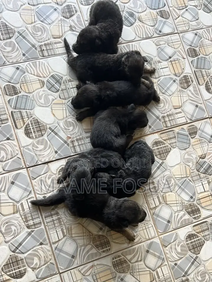 0-1 month Male Purebred German Shepherd