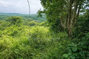 Farm Lands in Apirede for Sale/Rent
