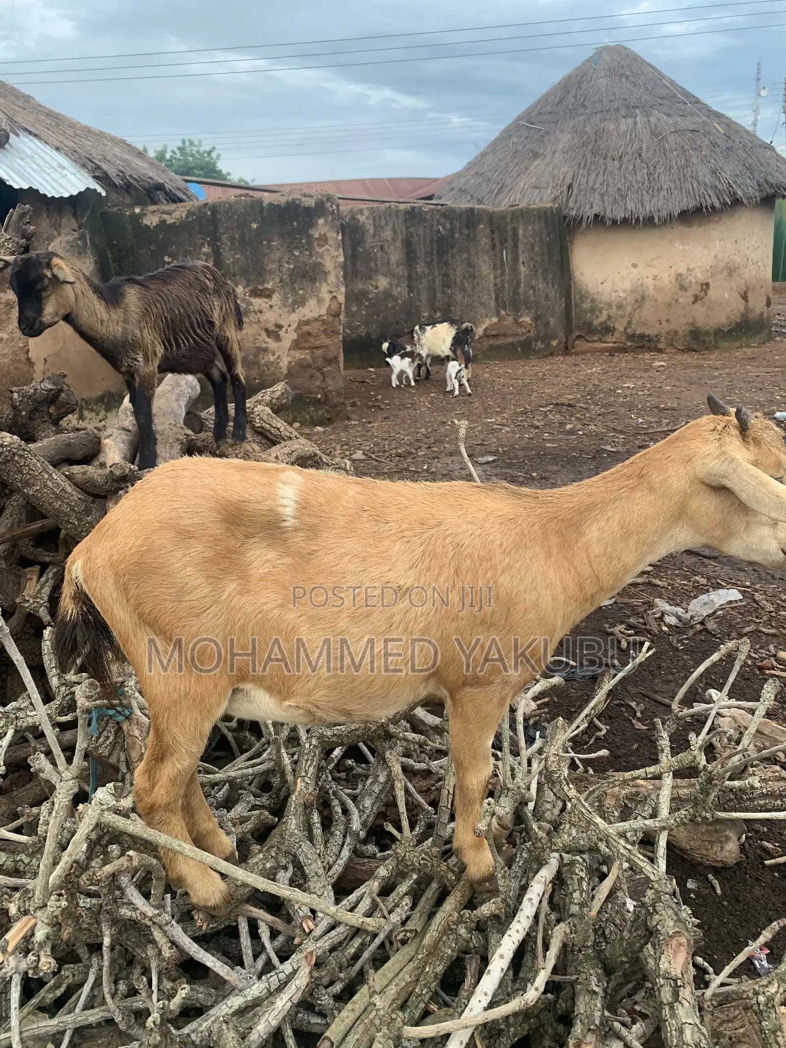 The Goat Seller