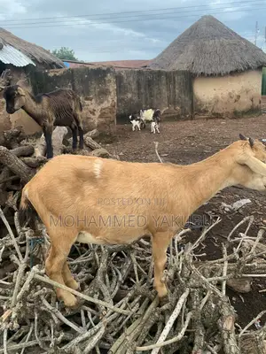 The Goat Seller