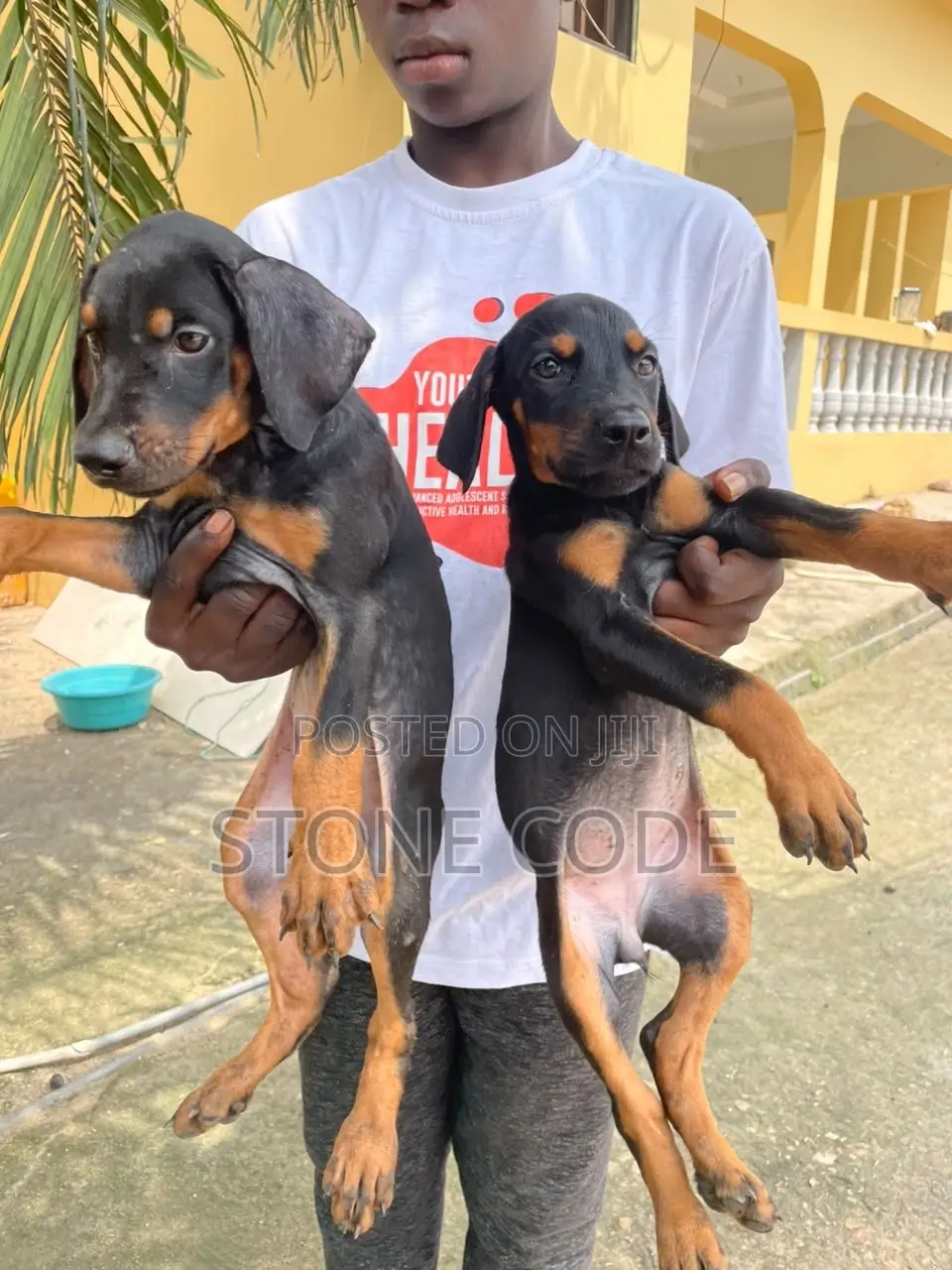 1-3 months Male Purebred Doberman Pinscher