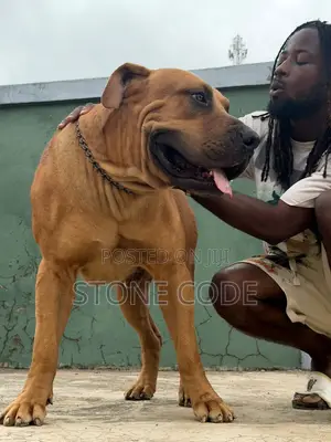 1+ year Male Purebred Boerboel