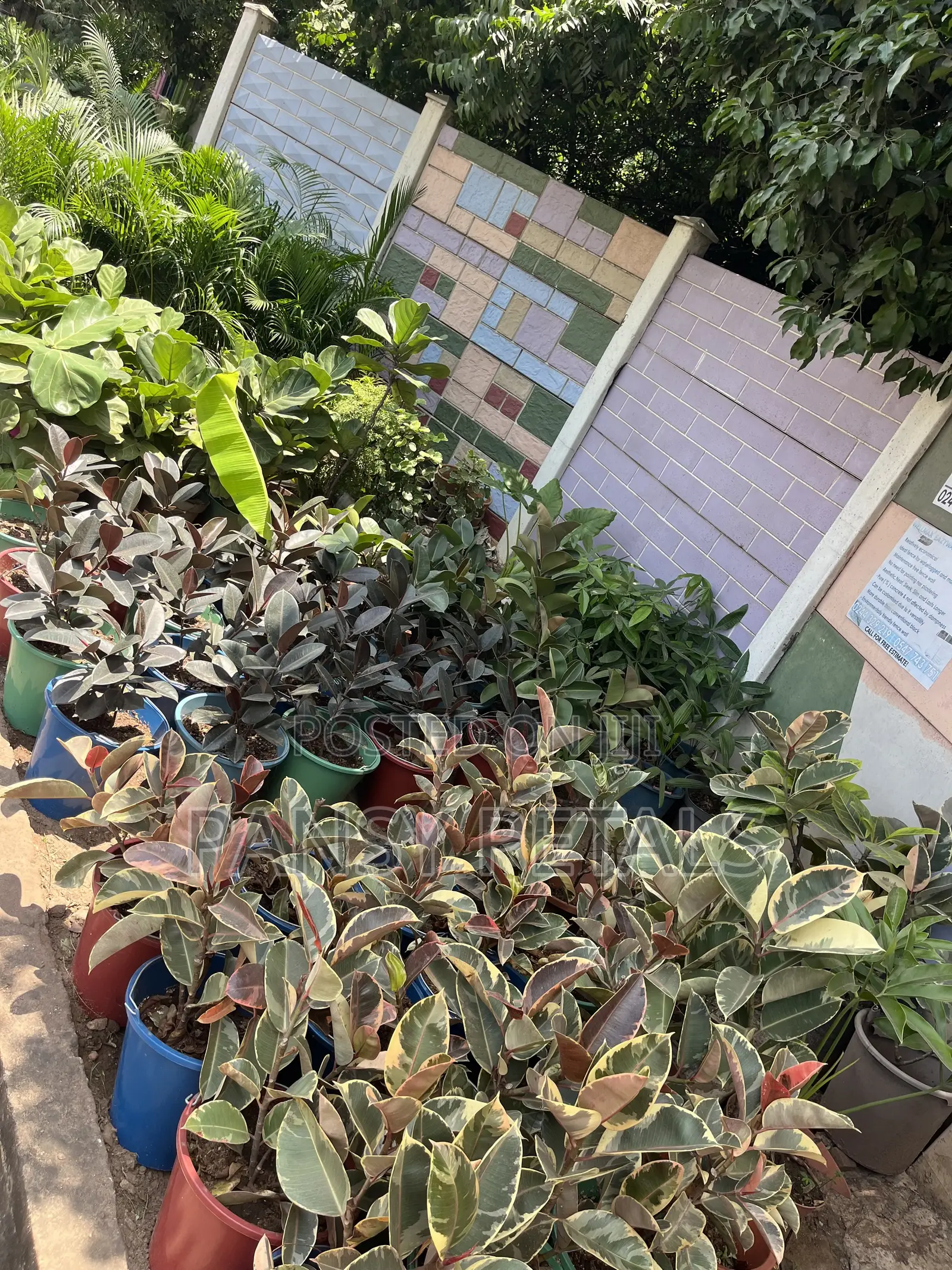 Rubber Plant for Sale