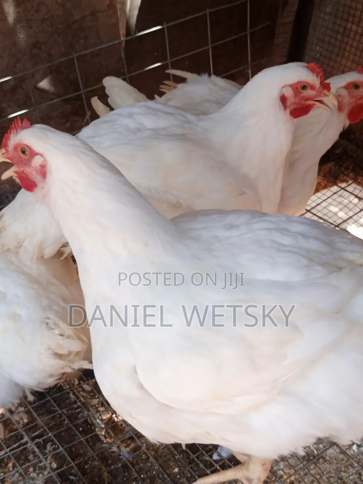 Organic Broilers for Sale
