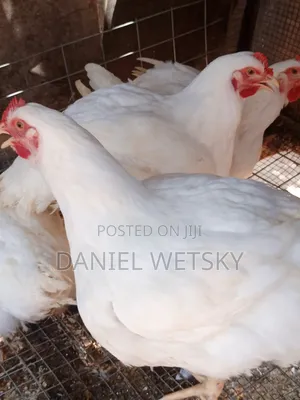Organic Broilers for Sale