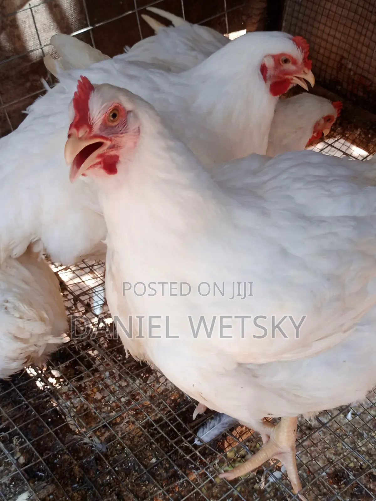 Organic Broilers for Sale