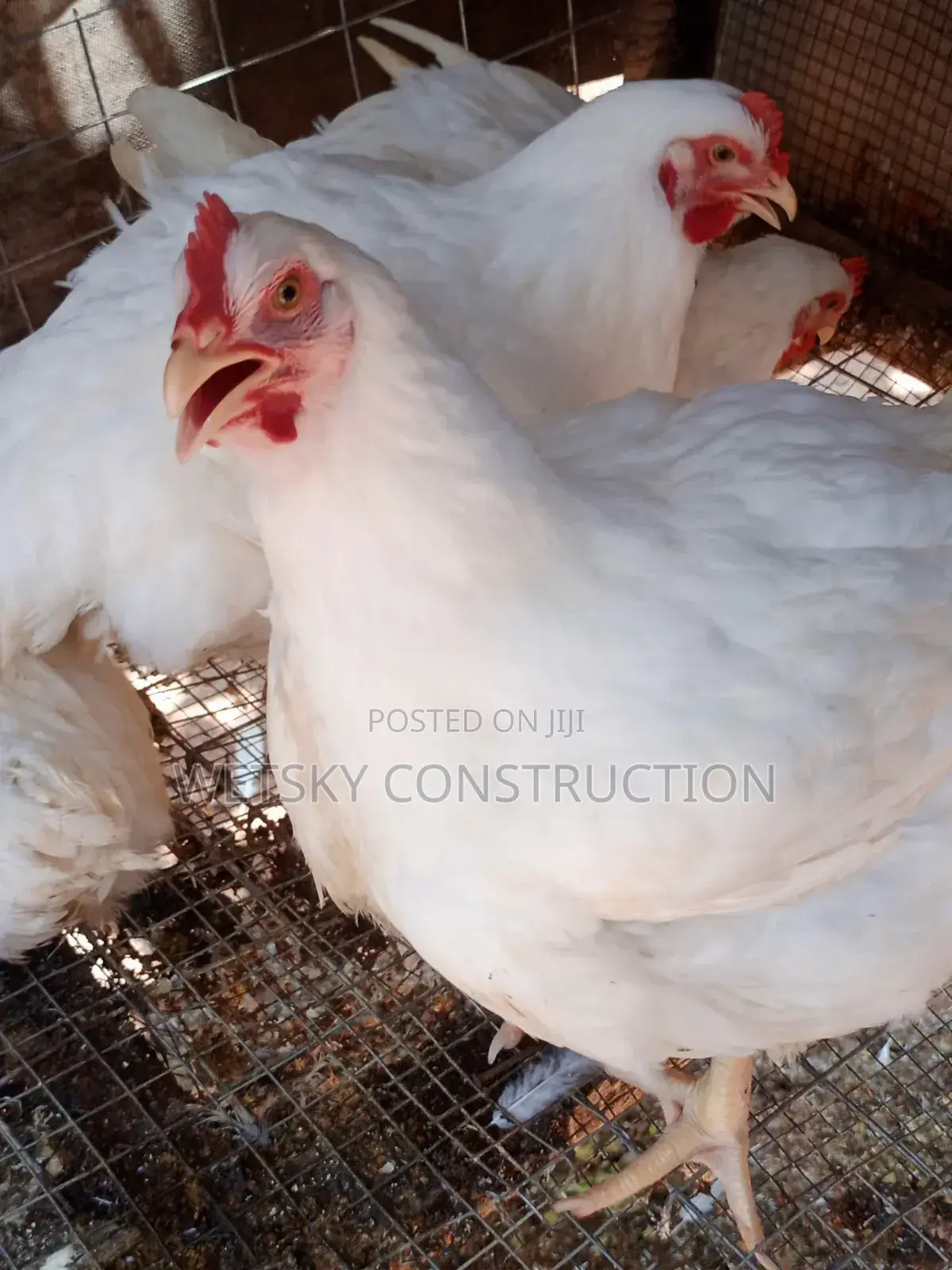 Organic Chickens for Sale