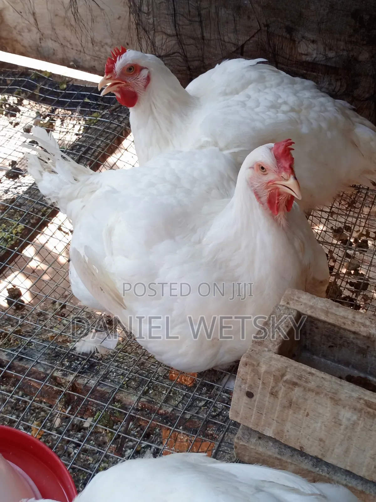 Organic Broilers for Sale