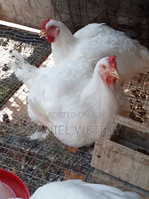 Organic Broilers for Sale