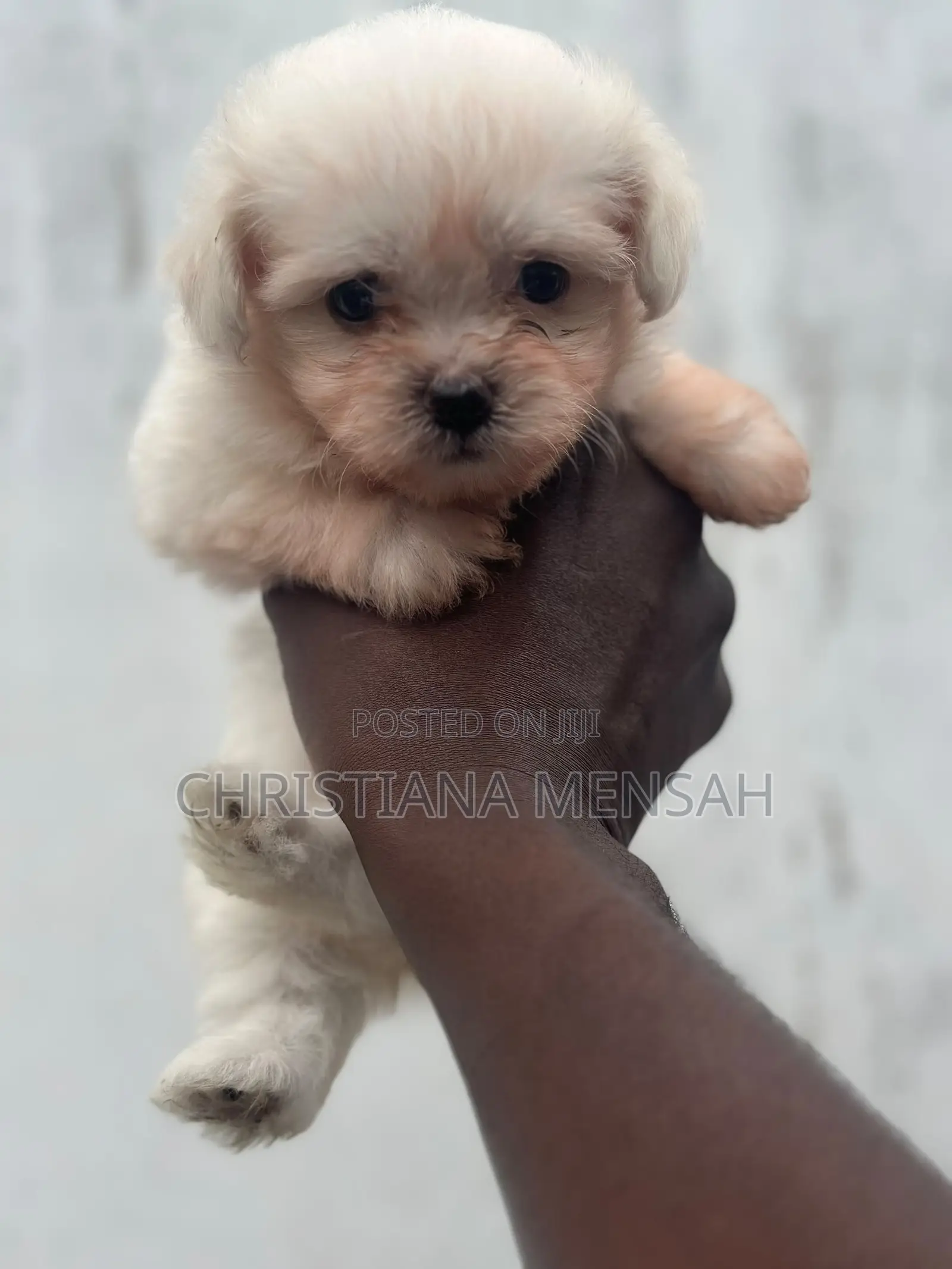 1-3 months Female Mixed Breed Poodle