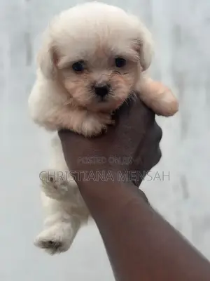 1-3 months Female Mixed Breed Poodle