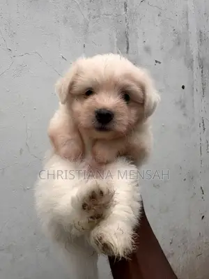 1-3 months Female Mixed Breed Poodle