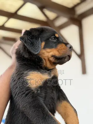 1-3 months Male Purebred Rottweiler