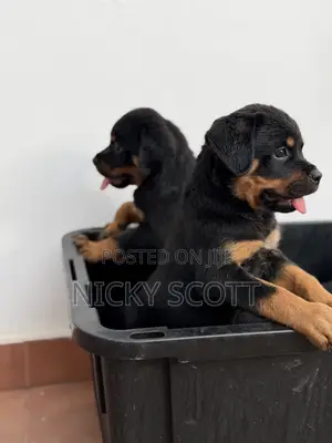 1-3 months Male Purebred Rottweiler
