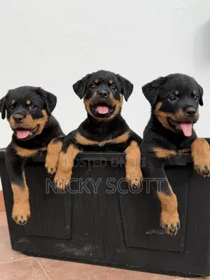 1-3 months Male Purebred Rottweiler