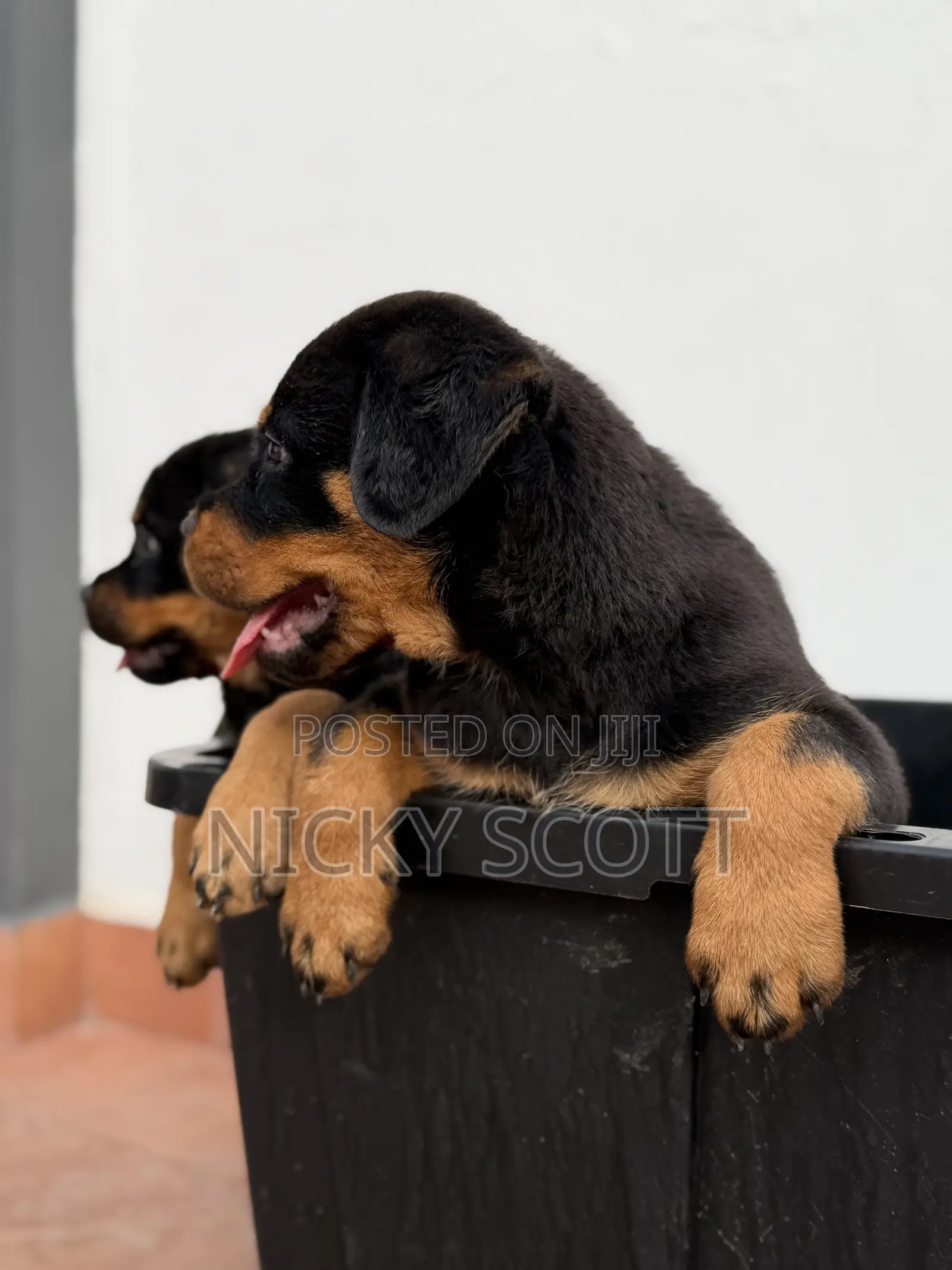 1-3 months Male Purebred Rottweiler