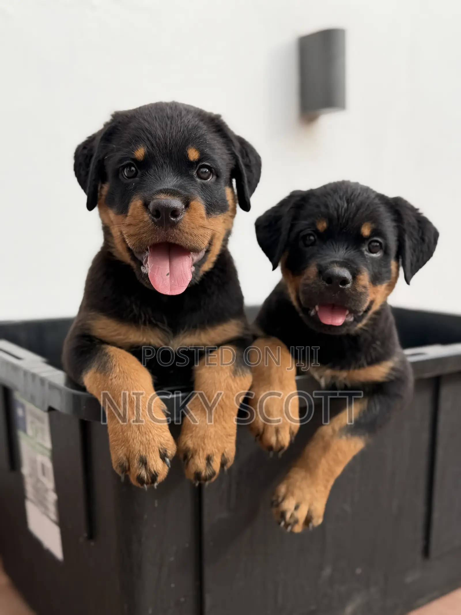 1-3 months Male Purebred Rottweiler