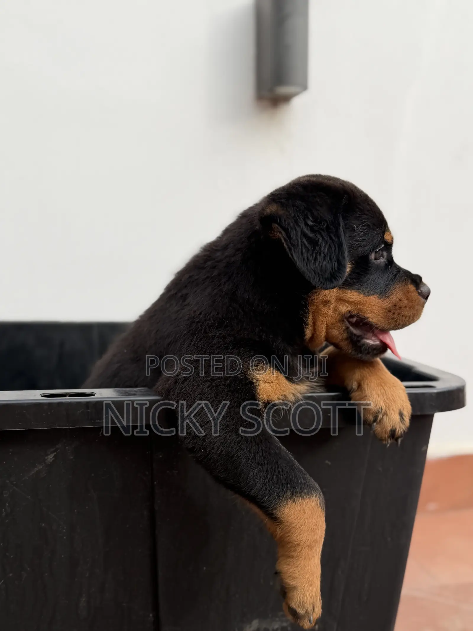 1-3 months Male Purebred Rottweiler