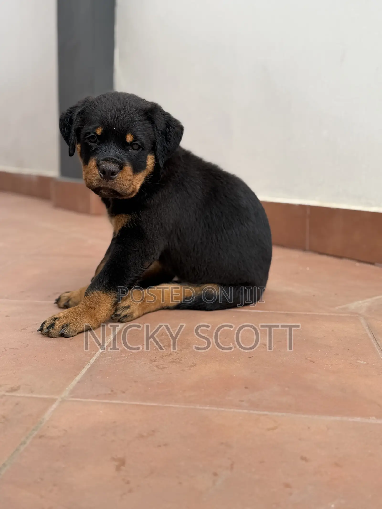 1-3 months Male Purebred Rottweiler