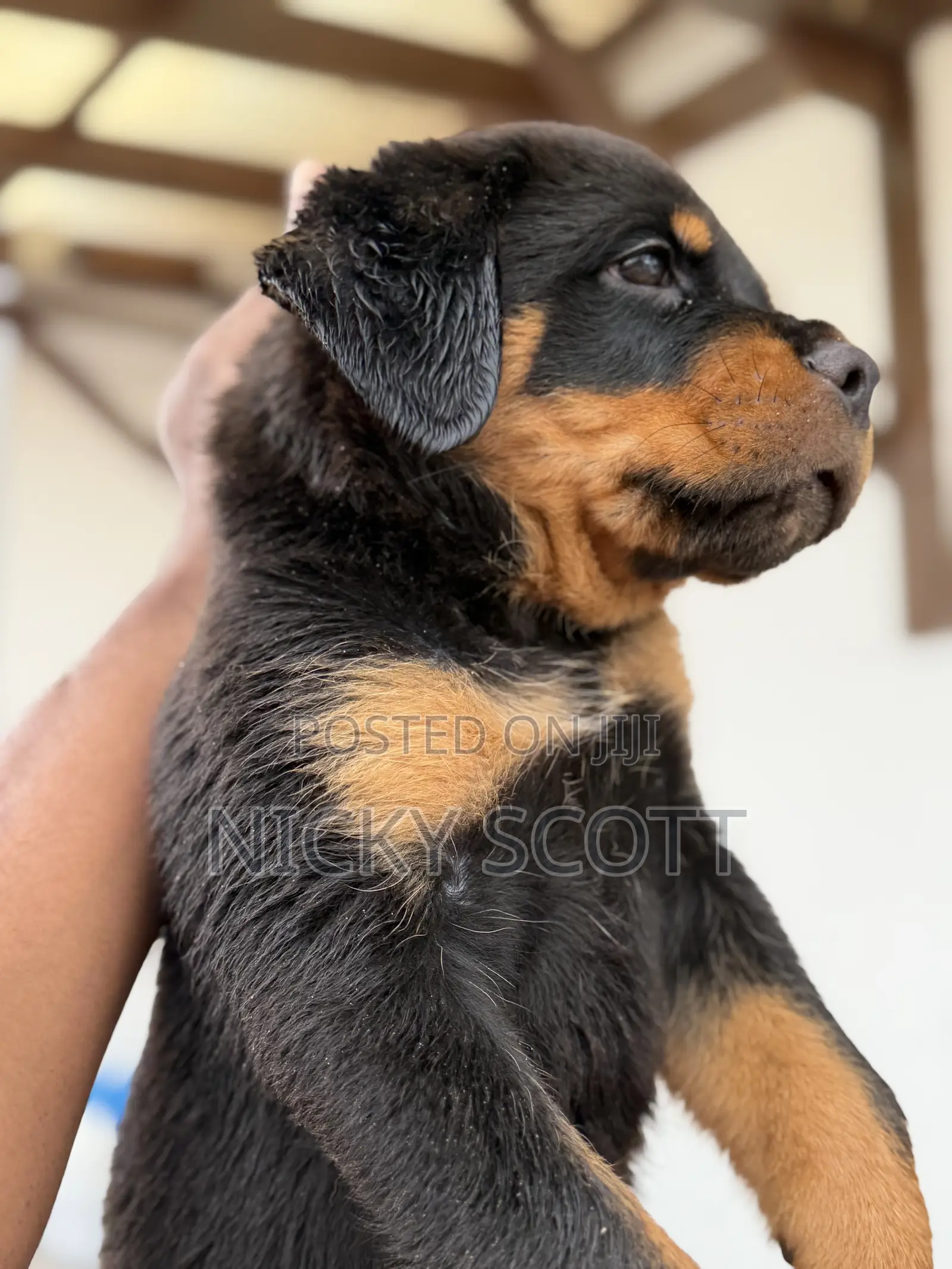 1-3 months Male Purebred Rottweiler