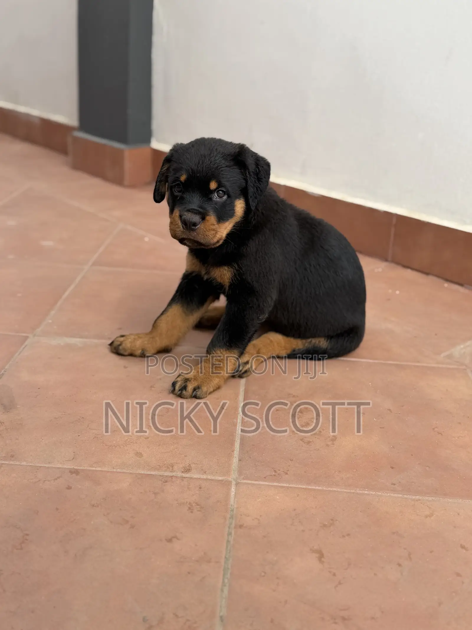 1-3 months Male Purebred Rottweiler