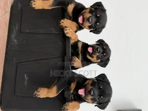 1-3 months Male Purebred Rottweiler