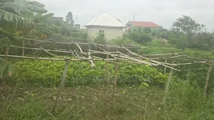 Land at Tanoso Dominase for Sale